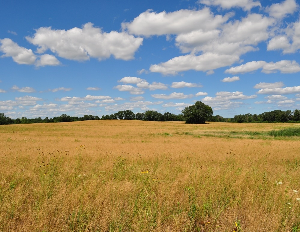 Ryan Creek Prairie